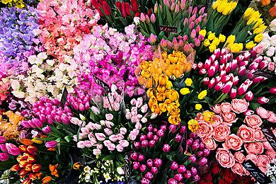 KK官方对战平台超萌宠物上线，带上它一起去冒险吧~